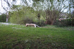 baumstamm-holz-garten